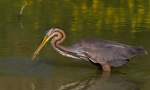 Heron crvenokosa
