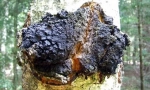 Chaga breza