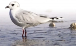 Kineski galeb