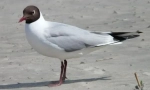 Galeb relikt