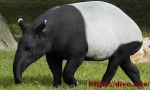 Chaperal tapir