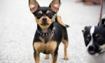 Chihuahua - najstarinija pasmina pasa
