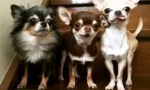 Chihuahua: povijest naziva zemlje