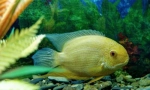 Ciklasoma (ciklasomae)