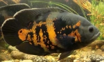 Ciklide u akvariju