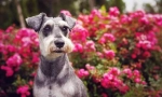 Minijaturni schnauzer (fotografija): veličanstveni prijatelj, pouzdan i vjeran hrabar
