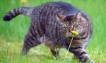 Cat prehrana u pretilosti