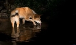 Dingo - wild dog australija
