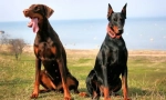 Doberman pinscher (fotografija): sve o značajkama nesebično namjenski vlasnik