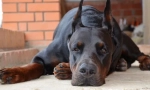 Dobermanac