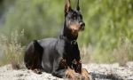Dobermanac