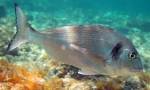 Dorado