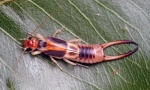 Dva savjeta