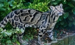 Dimni leopard