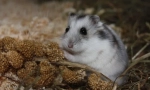 Dzhungarian hamster: opis, cijena, sadržaj, hranjenje