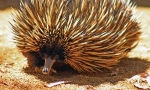 Echidna australian