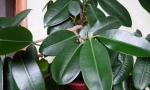 Ficus trljanje (elastično)