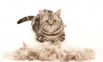 Cat furmitator: nezamjenjiv gadget za brušenje i kućnu njegu