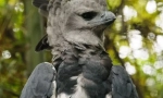 Harpija