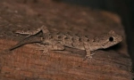 Gekonska siva