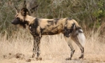 Hyenal