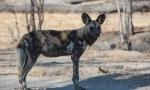 Psa hijenoga ili afrički divlji pas (25 fotografija)