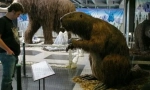 Giant beaver