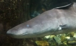 Gimnarna