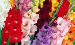 Gladiola