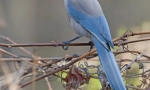 Blue soroka