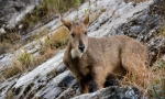 Goral amur