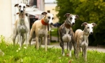 Greyhound (fotografija): tko je u svjetlu svega brže - nemojte nadoknaditi sivom bojom!