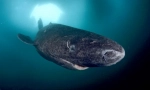 Grenland shark - najvlaže životinje kralježnjaka