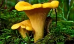 Gljive chanterelles iz parazita