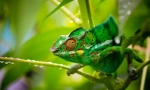 Chameleon (fotografija): pravi urotnik životinjskog svijeta