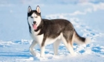 Husky: teorija naziva podrijetla
