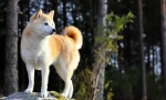 Khatiko - pas pasmina akita inu (fotografija): veliki pratilac i prijateljski prijatelj