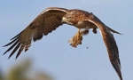 Ptica predatora