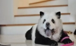 Udari kinu: chow-chow panda