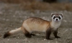 Ferret american