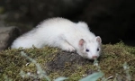 Ferret opis, način života, stanište gdje živi