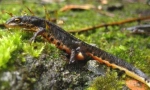 Vodozemci