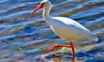 Ibis crveno-nogu