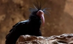Ibis ćelav sjeverno