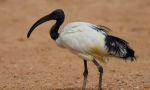 Ibis sveti