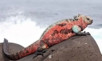 Iguana pomorska