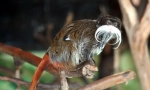 Carski tamarin