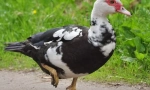 Neugodan