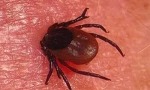 Period inkubacije kopefalitisa