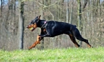 Zanimljive činjenice o doberman
